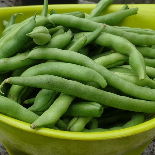 French Bean Cobra